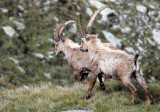 BOVID - IBEX - ALPINE IBEX - STELVIO NATIONAL PARK ITALY (91).JPG