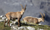 BOVID - IBEX - ALPINE IBEX - STELVIO NATIONAL PARK ITALY (97).JPG