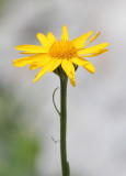 Asteraceae - ABRUZZO NATIONAL PARK ITALY (122).JPG