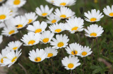 Asteraceae - STELVIO NATIONAL PARK ITALY (133).JPG