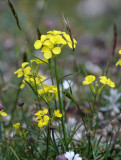 Brassicaceae - Erysimum species - ABRUZZO NATIONAL PARK ITALY (109).JPG
