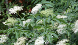 Caprifoliaceae - Sambucus racemosa - ABRUZZO NATIONAL PARK ITALY (80).JPG