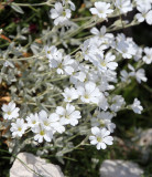 Caryophyllaceae - Cerastrium scaranii - ABRUZZO NATIONAL PARK ITALY (106).JPG