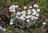 Caryophyllaceae - Cerastrium scaranii - ABRUZZO NATIONAL PARK ITALY (107).JPG