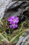 Caryophyllaceae - Lichnis species - STELVIO NATIONAL PARK ITALY (101).JPG