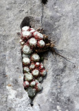 Craculaceae - Sedum species - ABRUZZO NATIONAL PARK ITALY (129).JPG