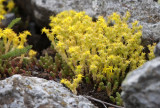 Craculaceae - Sedum species - STELVIO NATIONAL PARK ITALY (153).JPG