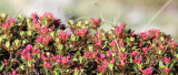 Ericaceae - Rhododendron ferrugineum - STELVIO NATIONAL PARK ITALY (88).JPG