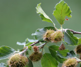 Fagaceae - Fagus sylvatica - ABRUZZO NATIONAL PARK ITALY (68).JPG