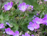 Geraniaceae - Geranium species - STELVIO NATIONAL PARK ITALY (140).JPG