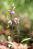 Liliaceae - ABRUZZO NATIONAL PARK ITALY (65).JPG