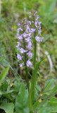 Orchidaceae - STELVIO NATIONAL PARK ITALY (77).JPG