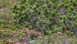 Pinaceae - Pinus mugo - STELVIO NATIONAL PARK ITALY (129).JPG