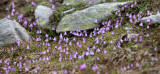 Primulaceae - Soldanella alpina - STELVIO NATIONAL PARK ITALY (97).JPG