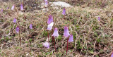 Primulaceae - Soldanella alpina - STELVIO NATIONAL PARK ITALY (98).JPG