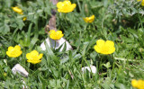 Ranunculaceae - Ranunculus species - ABRUZZO NATIONAL PARK ITALY (115).JPG