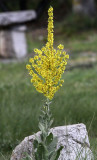 Scrophulariaceae - Verbascum phlomoides - ABRUZZO NATIONAL PARK ITALY (87).JPG