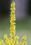 Scrophulariaceae - Verbascum phlomoides - ABRUZZO NATIONAL PARK ITALY (88).JPG