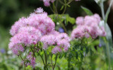 Valerianaceae - Valeriana officinalis - STELVIO NATIONAL PARK ITALY (69).JPG