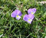 Violaceae - Viola species - ABRUZZO NATIONAL PARK ITALY (114).JPG