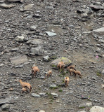 BOVID - CHAMOIS - ALPINE CHAMOIS - STELVIO NATIONAL PARK ITALY (47).JPG