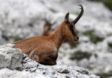 BOVID - CHAMOIS - APENNINE CHAMOIS - ABRUZZO NATIONAL PARK ITALY (158).JPG