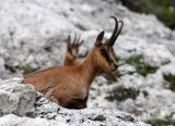 BOVID - CHAMOIS - APENNINE CHAMOIS - ABRUZZO NATIONAL PARK ITALY (163).JPG