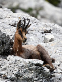 BOVID - CHAMOIS - APENNINE CHAMOIS - ABRUZZO NATIONAL PARK ITALY (172).JPG