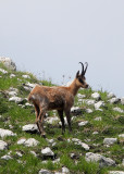 BOVID - CHAMOIS - APENNINE CHAMOIS - ABRUZZO NATIONAL PARK ITALY (179).JPG