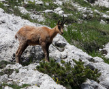 BOVID - CHAMOIS - APENNINE CHAMOIS - ABRUZZO NATIONAL PARK ITALY (42).JPG