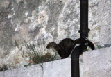 MUSTELID - MARTEN - STONE MARTEN - ABRUZZO NATIONAL PARK ITALY CASTEL DI SANGRO (5).JPG