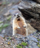 RODENT - MARMOT - ALPINE MARMOT - STELVIO NATIONAL PARK ITALY (11).JPG