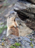 RODENT - MARMOT - ALPINE MARMOT - STELVIO NATIONAL PARK ITALY (15).JPG