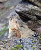 RODENT - MARMOT - ALPINE MARMOT - STELVIO NATIONAL PARK ITALY (16).JPG