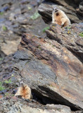 RODENT - MARMOT - ALPINE MARMOT - STELVIO NATIONAL PARK ITALY (30).JPG