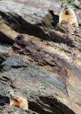 RODENT - MARMOT - ALPINE MARMOT - STELVIO NATIONAL PARK ITALY (32).JPG