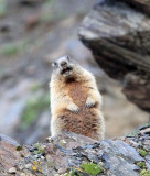 RODENT - MARMOT - ALPINE MARMOT - STELVIO NATIONAL PARK ITALY (4).JPG