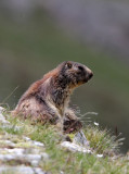 RODENT - MARMOT - ALPINE MARMOT - STELVIO NATIONAL PARK ITALY (56).JPG