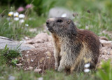 RODENT - MARMOT - ALPINE MARMOT - STELVIO NATIONAL PARK ITALY (67).JPG