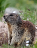 RODENT - MARMOT - ALPINE MARMOT - STELVIO NATIONAL PARK ITALY (68).JPG