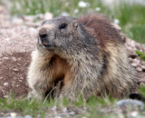 RODENT - MARMOT - ALPINE MARMOT - STELVIO NATIONAL PARK ITALY (72).JPG