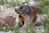 RODENT - MARMOT - ALPINE MARMOT - STELVIO NATIONAL PARK ITALY (75).JPG