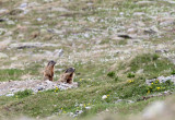 RODENT - MARMOT - ALPINE MARMOT - STELVIO NATIONAL PARK ITALY.JPG