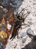 ARTHROPOD - DIPTERA - ROBBERFLY SPECIES - SIERRA NEVADA NATIONAL PARK SPAIN (3).JPG