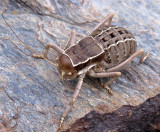 ARTHROPOD - Pycnogaster inermis - SIERRA NEVADA NATIONAL PARK SPAIN (6).JPG