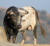 BOVID - BULL - TORO - SIERRA DE ANDUJAR SPAIN (3).JPG