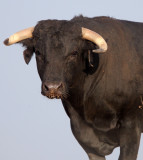 BOVID - BULL - TORO - SIERRA DE ANDUJAR SPAIN (5).JPG