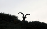 BOVID - IBEX - GREDOS IBEX - SIERRA DE GREDOS NATIONAL PARK SPAIN (116).JPG
