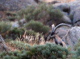 BOVID - IBEX - GREDOS IBEX - SIERRA DE GREDOS NATIONAL PARK SPAIN (118).JPG