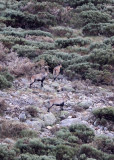 BOVID - IBEX - GREDOS IBEX - SIERRA DE GREDOS NATIONAL PARK SPAIN (12).JPG